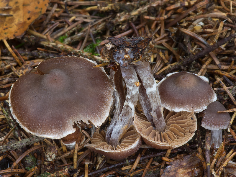 Cortinarius flabellus